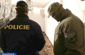 [VIDEO] Uderzenie polskiej CBŚP i policji czeskiej - zlikwidowane plantacje, zabezpieczona marihuana