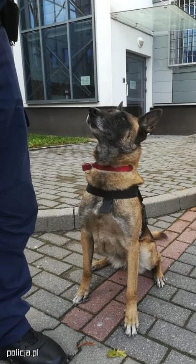 Kolejny sukces Lidii - znowu wywęszyła narkotyki